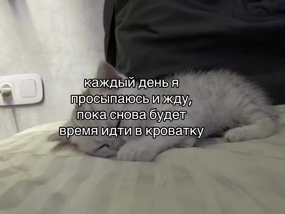 @猫🌸