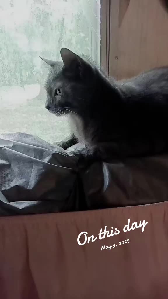 @The Metal Cat Dad!🐈🐈&zwj;⬛🐾🤘