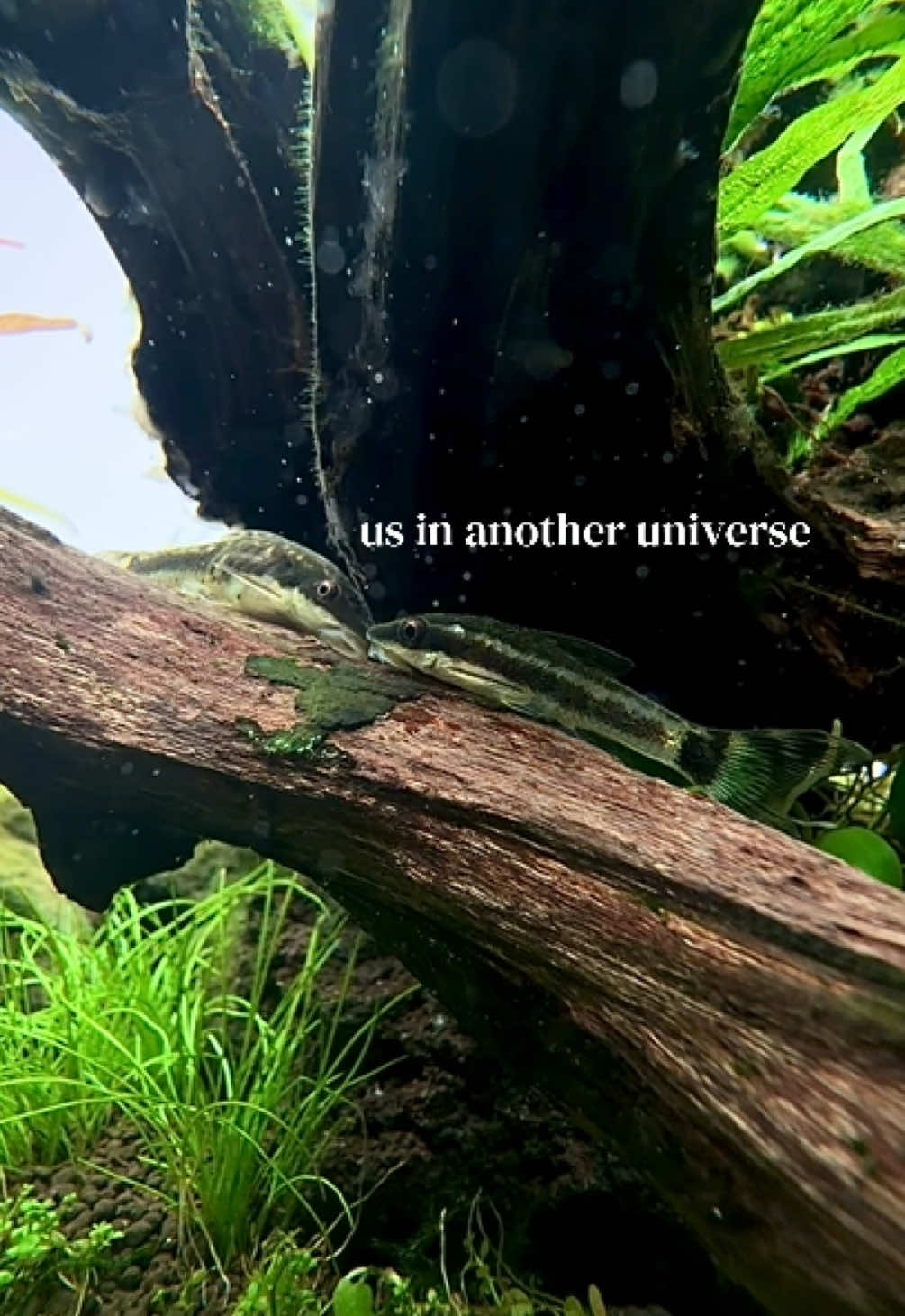 @🌱
