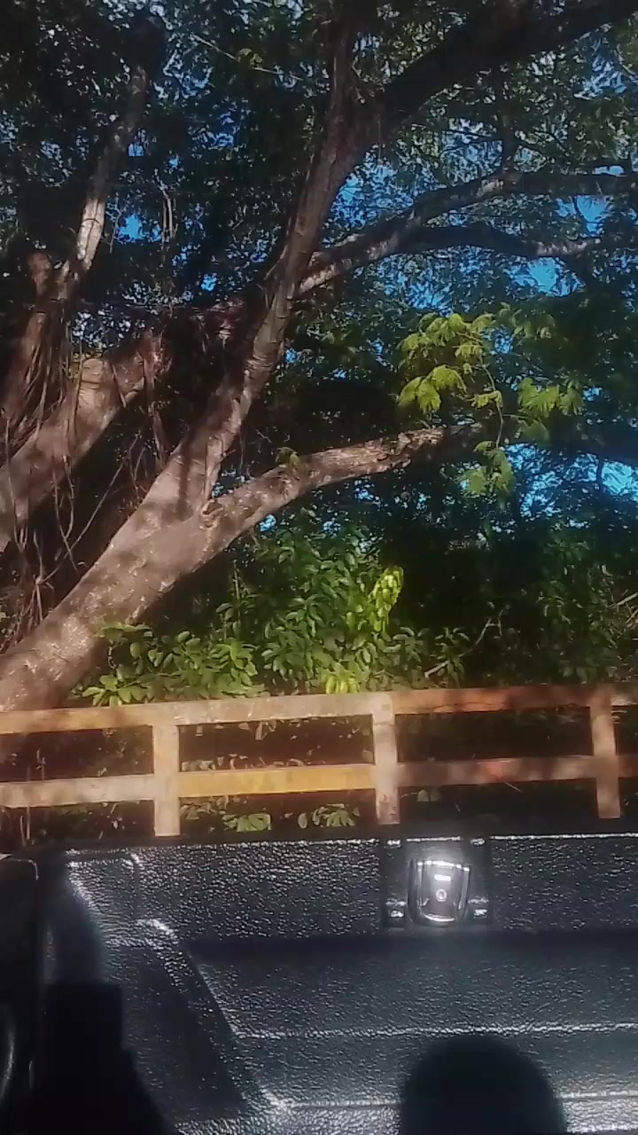 @EL GITANO OLOMEGEÑO D REYES 🐔