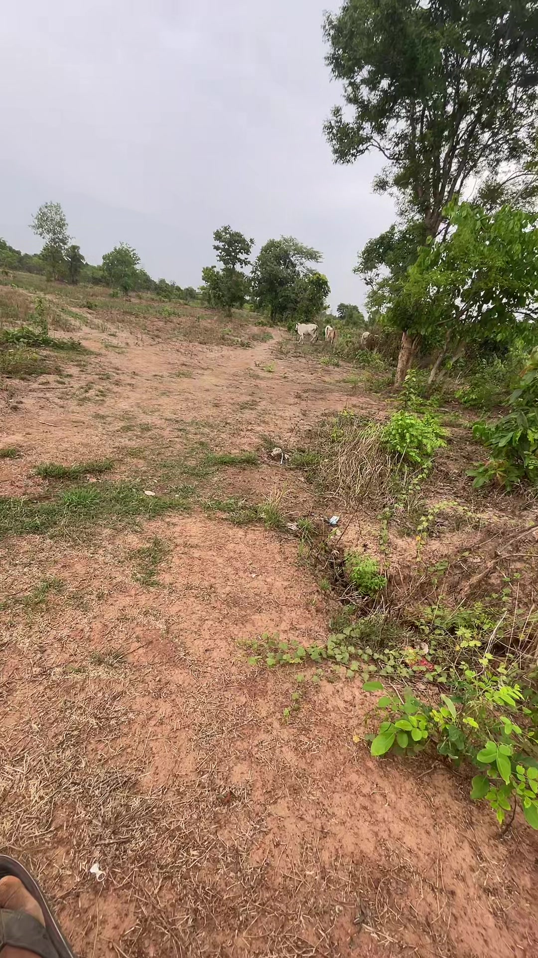 @បង ឡង99529