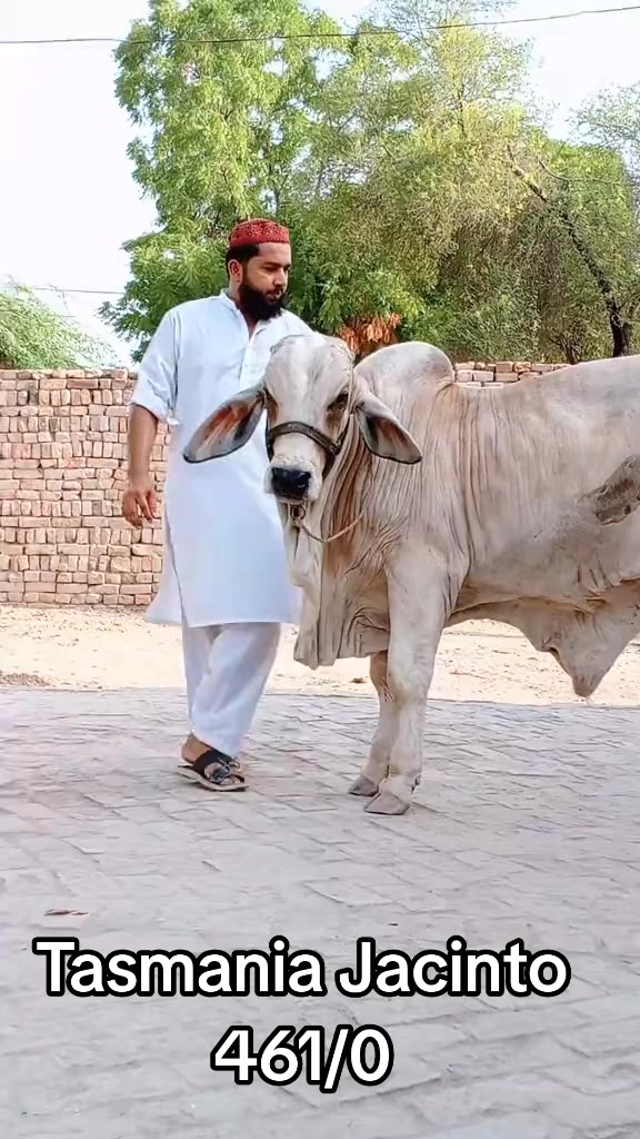 @D-Company_Brahman