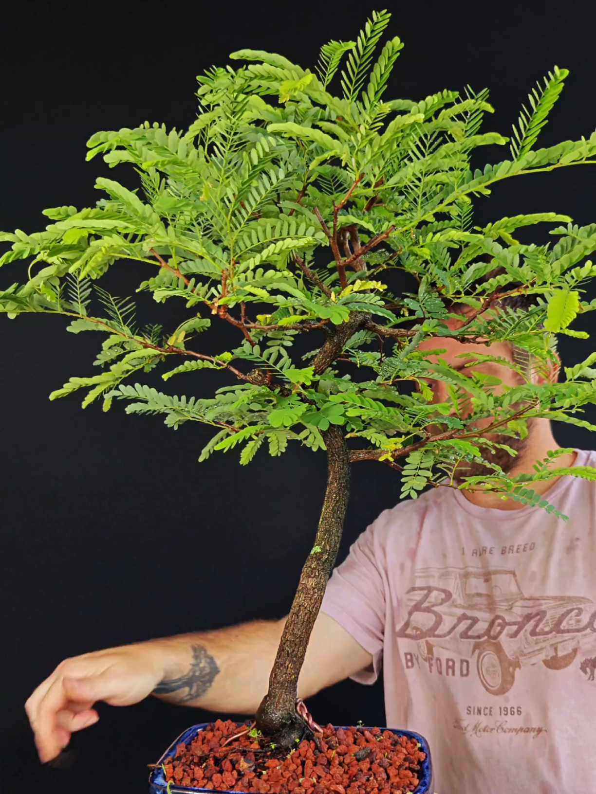 @Bryan Loves Bonsai