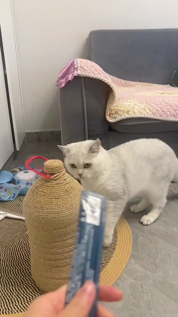 @Skibidi Cat
