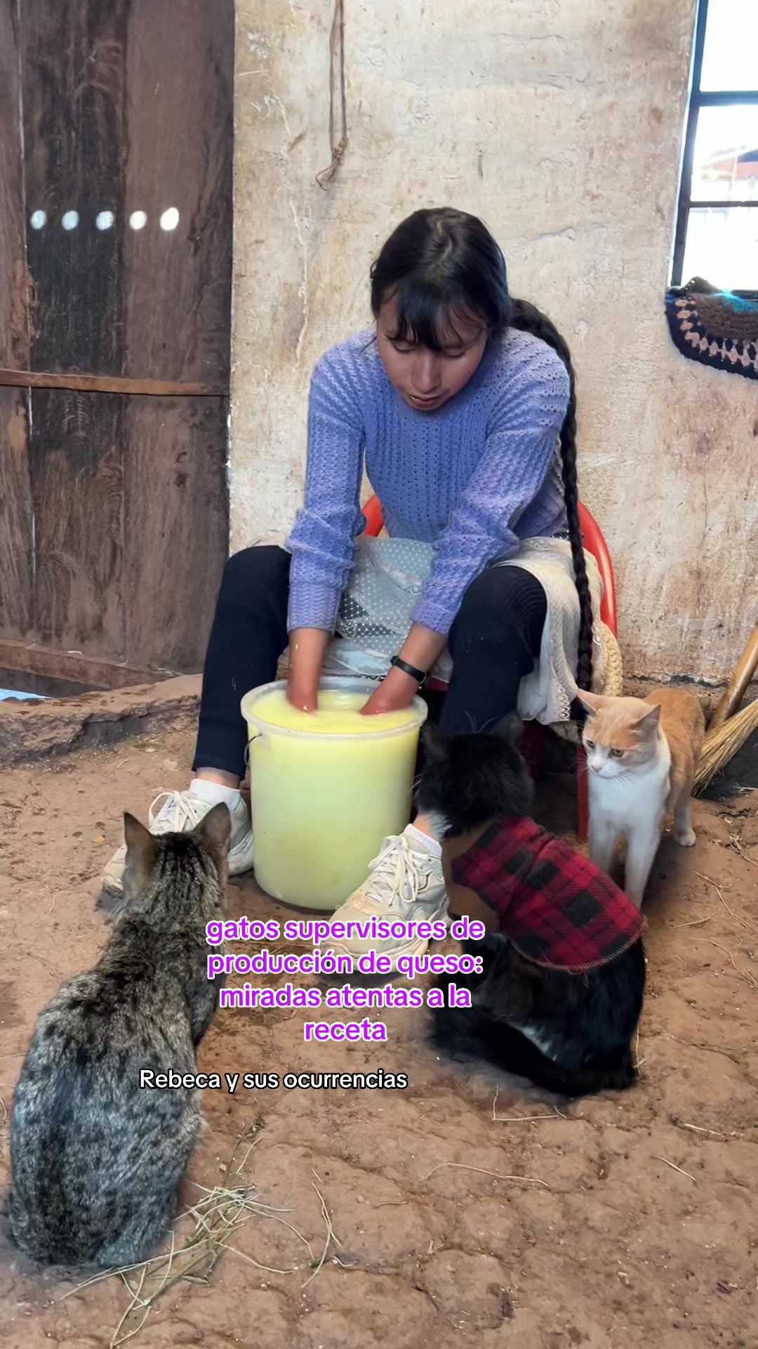 @🐈Rebeca y sus ocurrencias