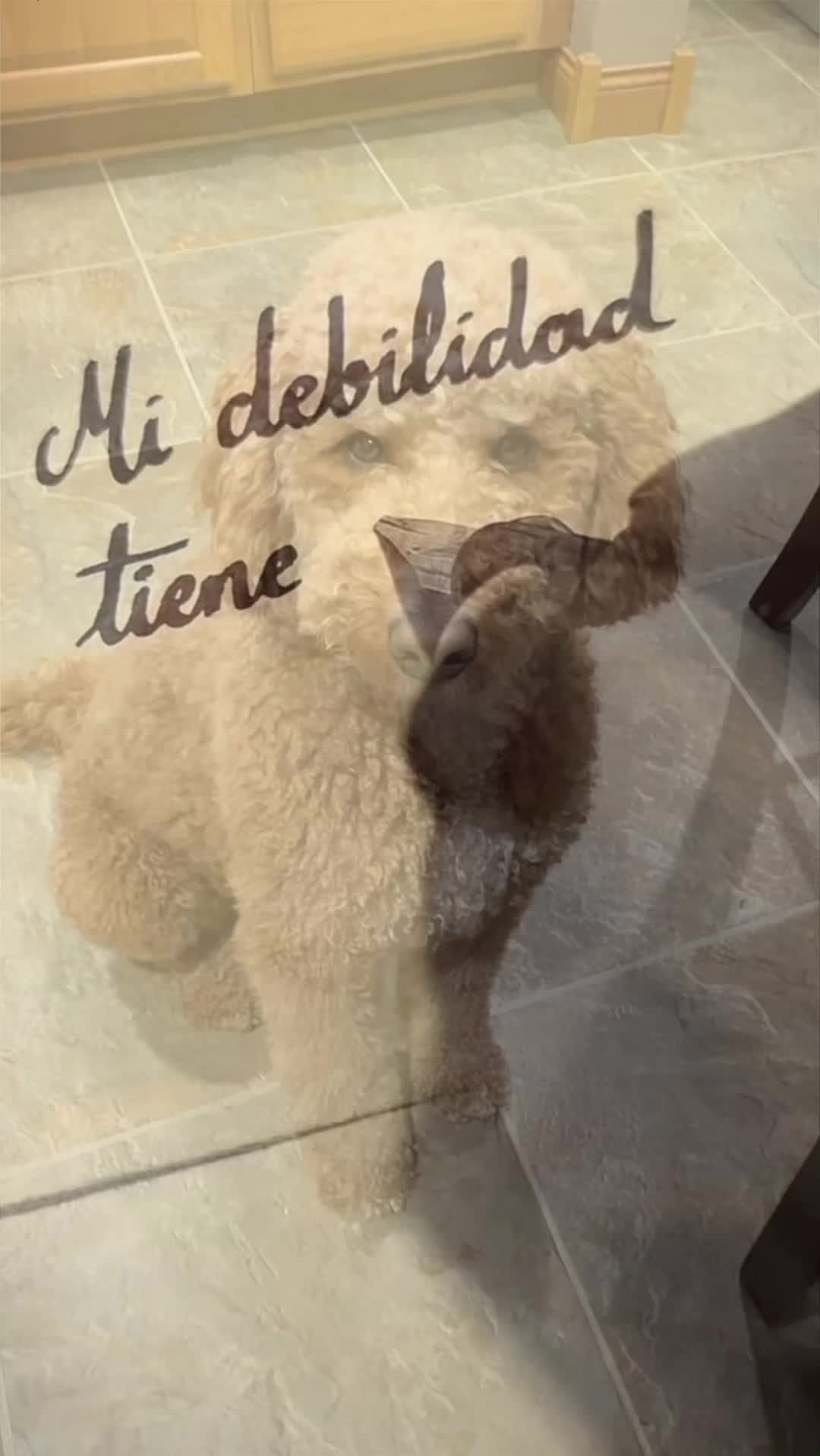 @Reyna y Churro 🐶😍