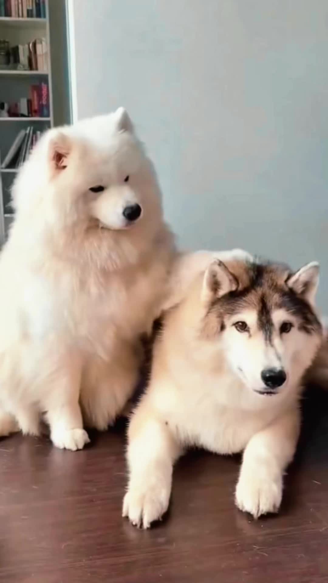 @Kevin&rsquo;s Paw Club