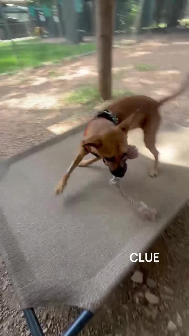 @AbandonedAnimalRescue