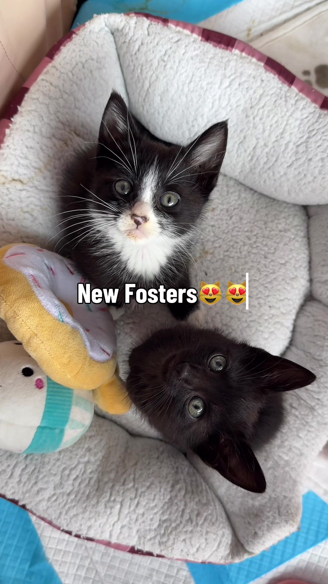 @Frankies_Fosters