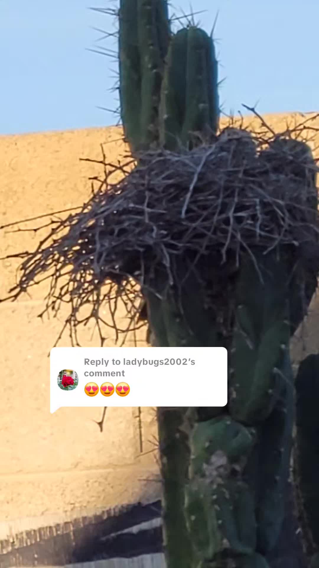 @cactifam
