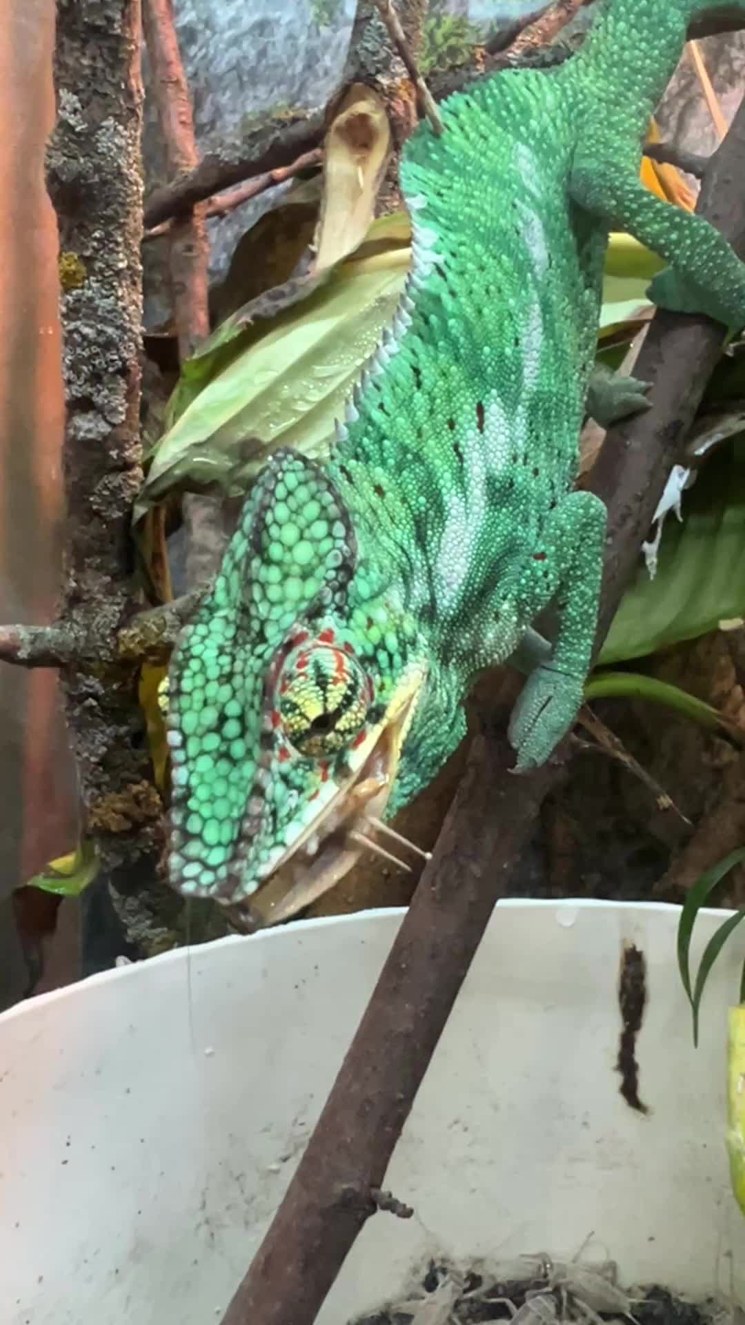 @Finn’s Frog Farm