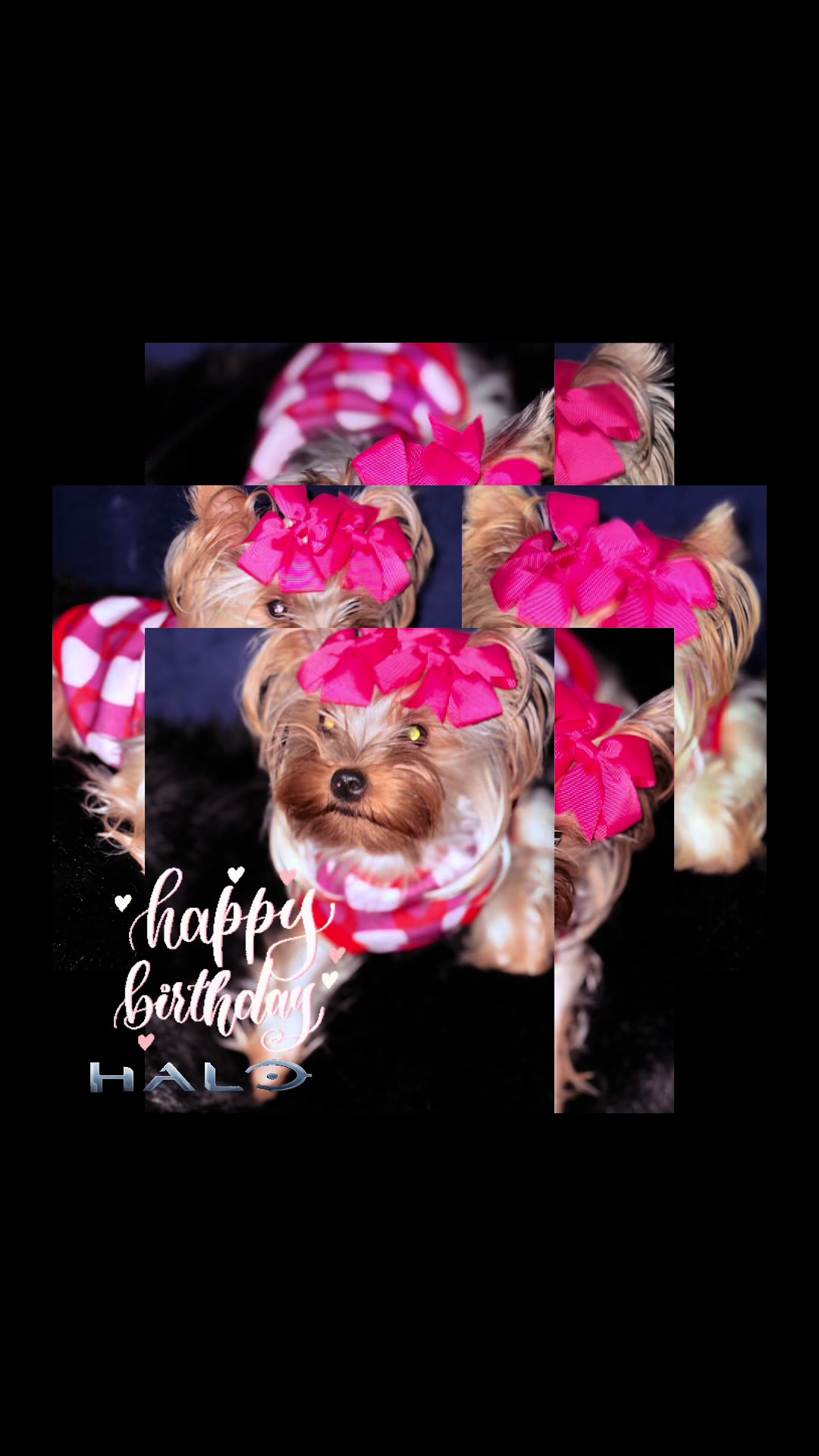 @RedBeautyYorkies🐾