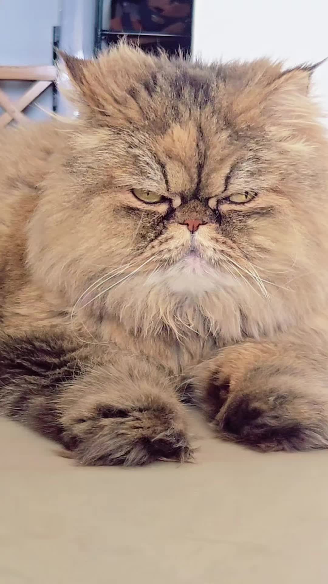 @Luna