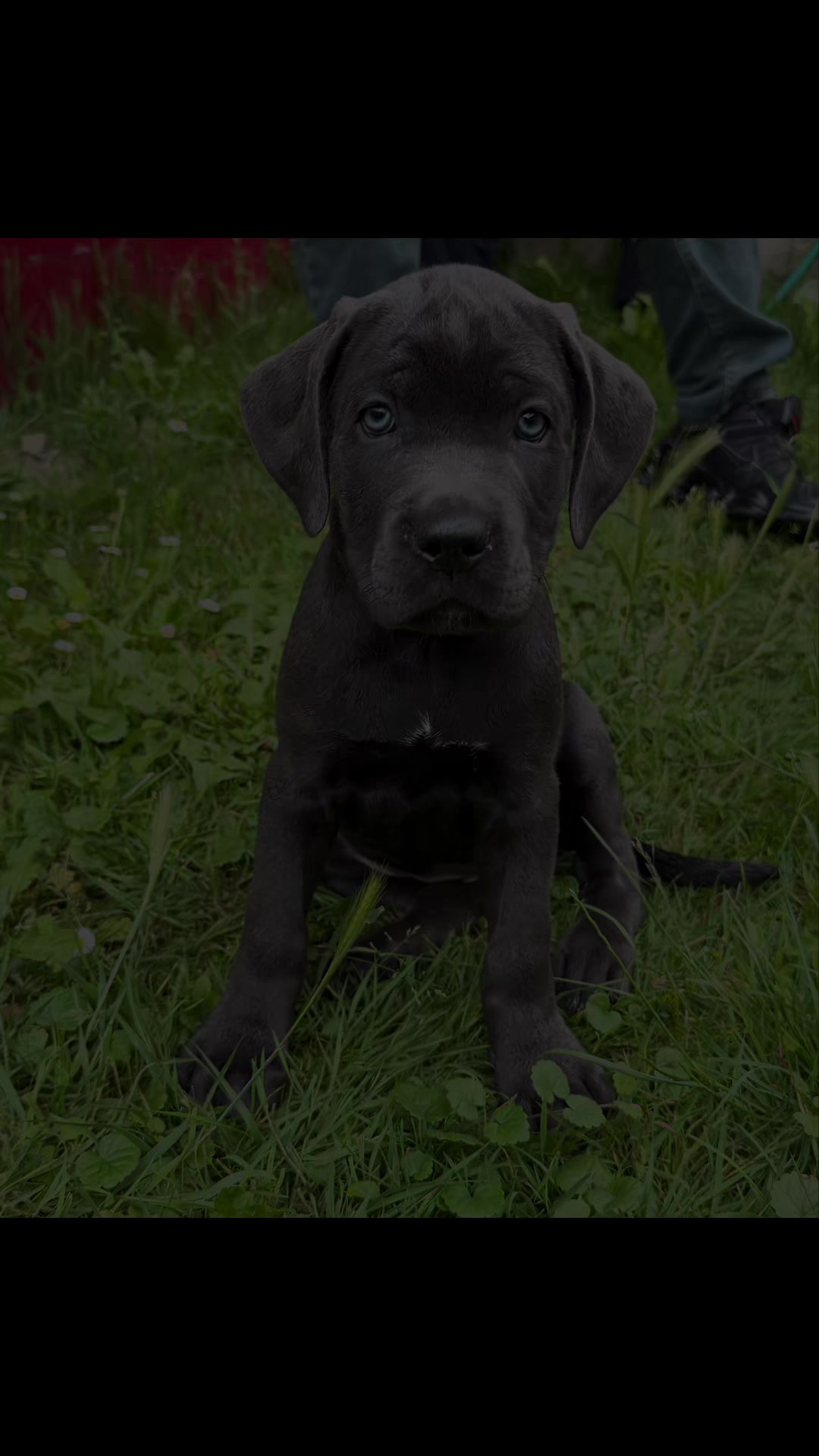 @Cane Corso Ayra 🐾