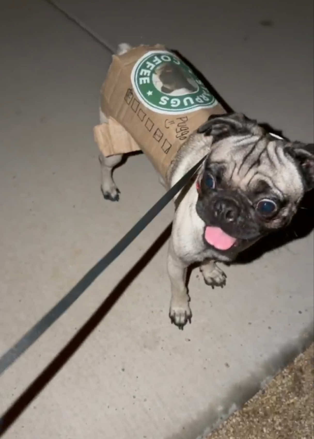 @Puggo ❤️