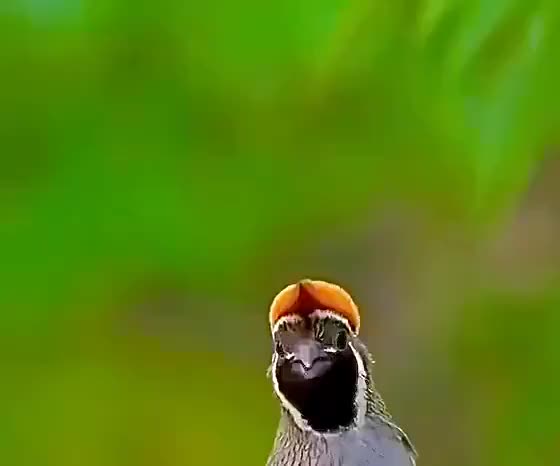 @amossai22