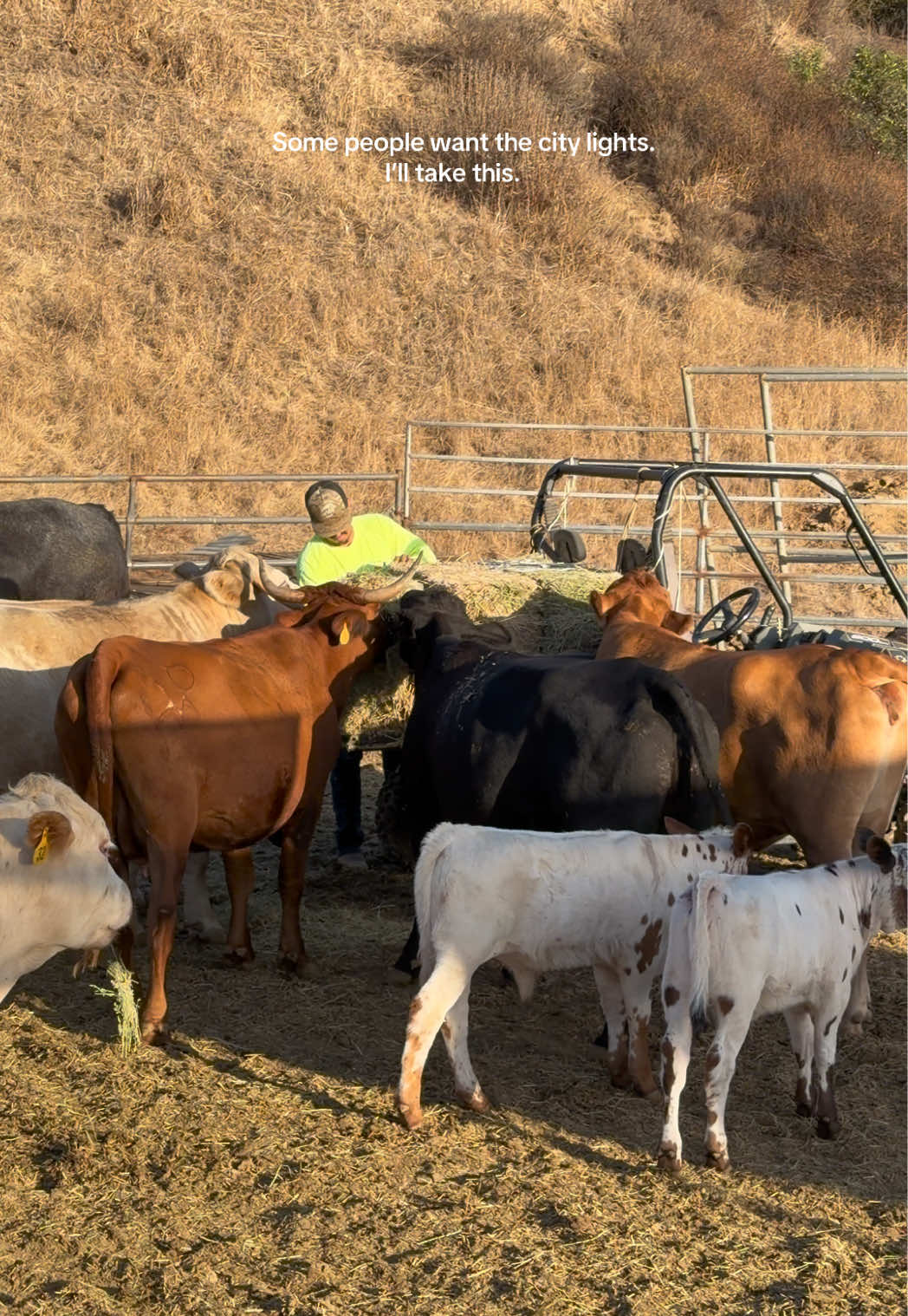 @hvrcattle