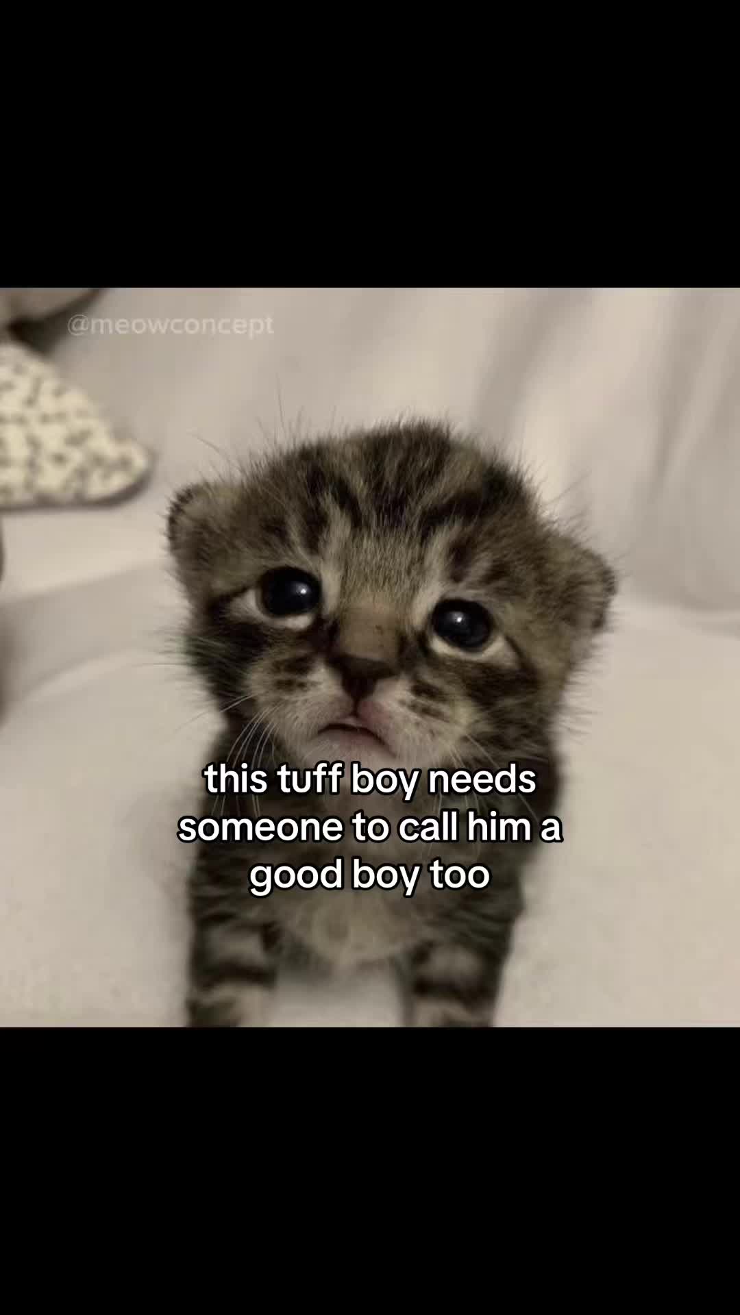 @meowconcept
