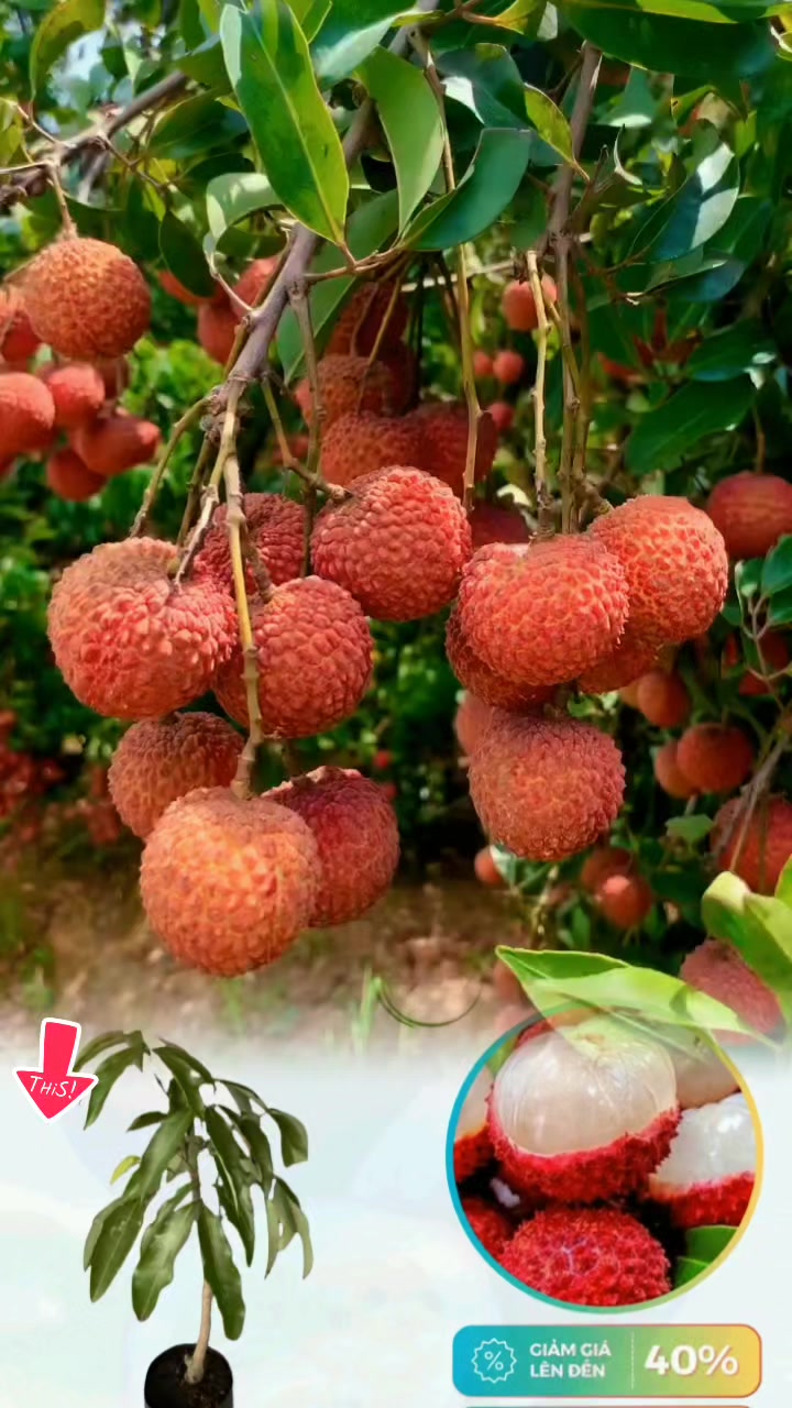 @tới đồ dùng