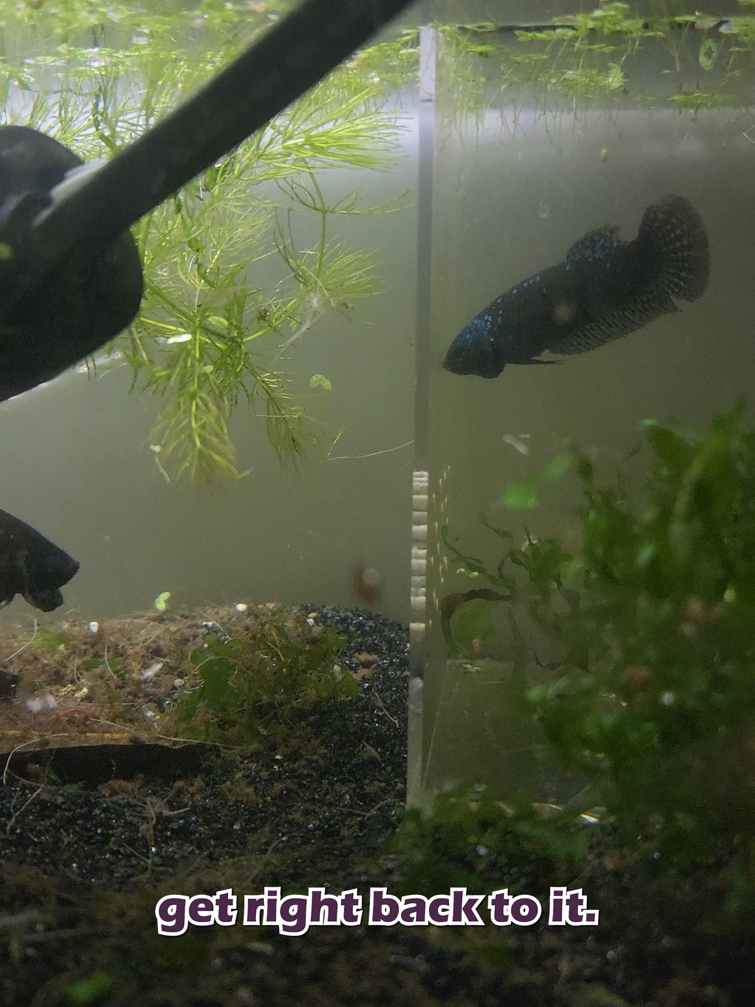 @Wicked Bettas