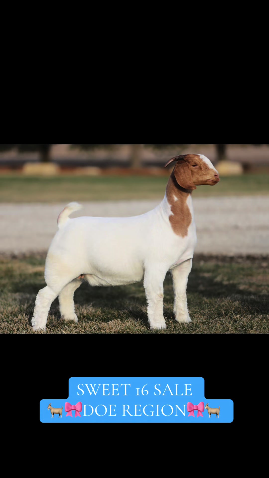 @regelboergoats