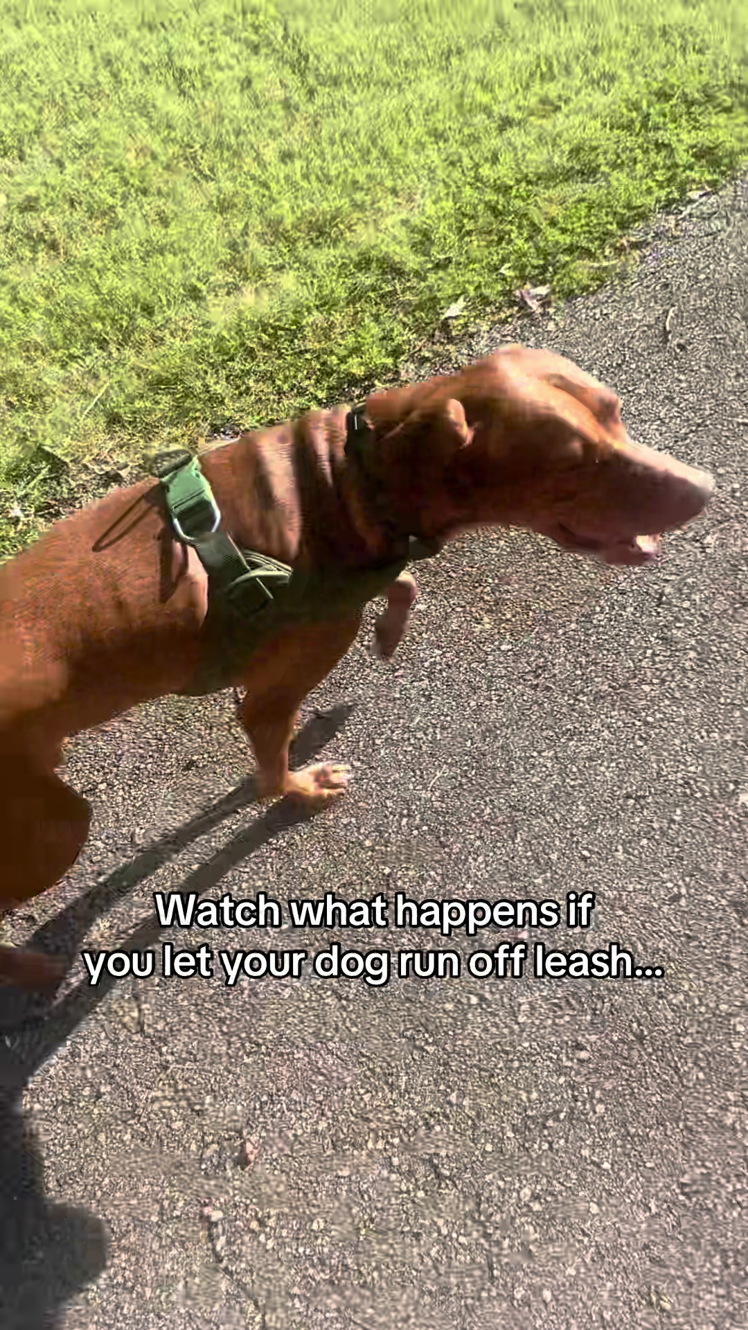 @Tycho the vizsla