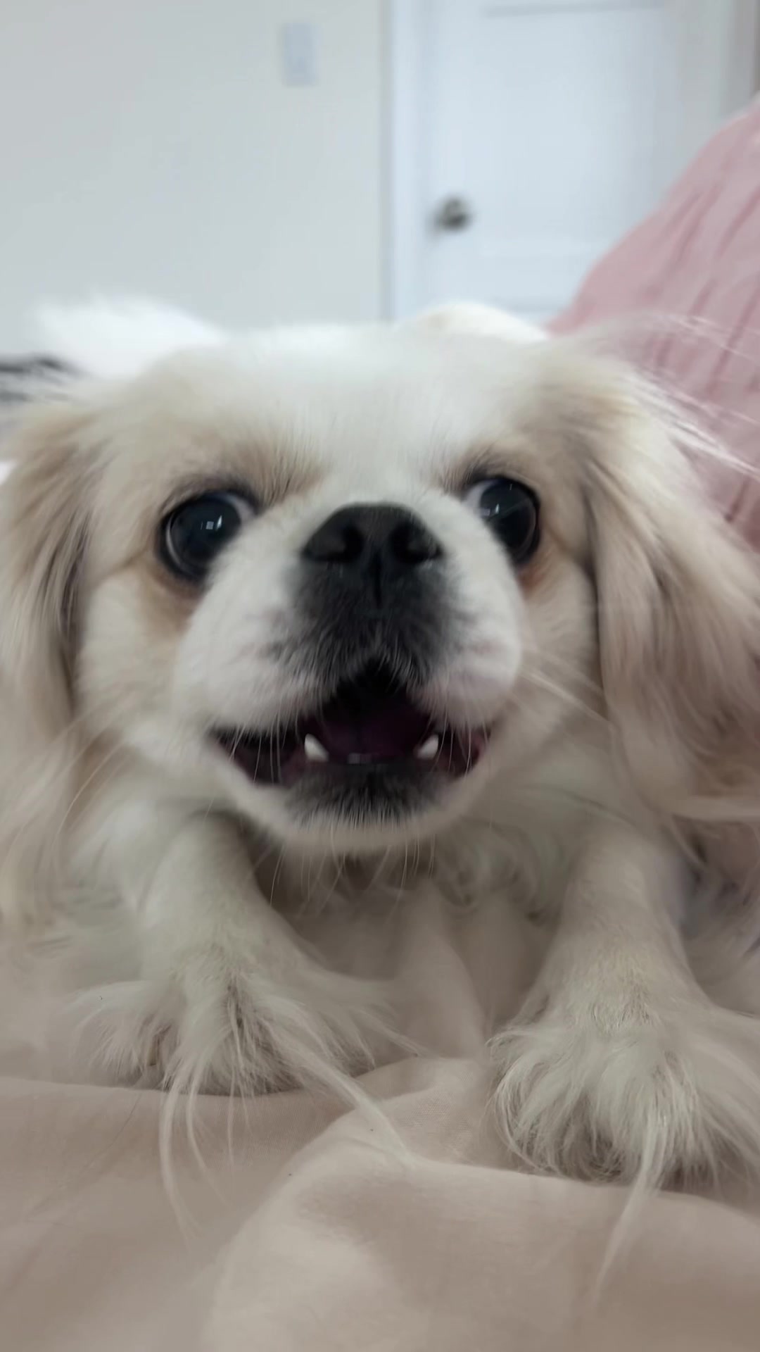 @toe beans inc!🐾