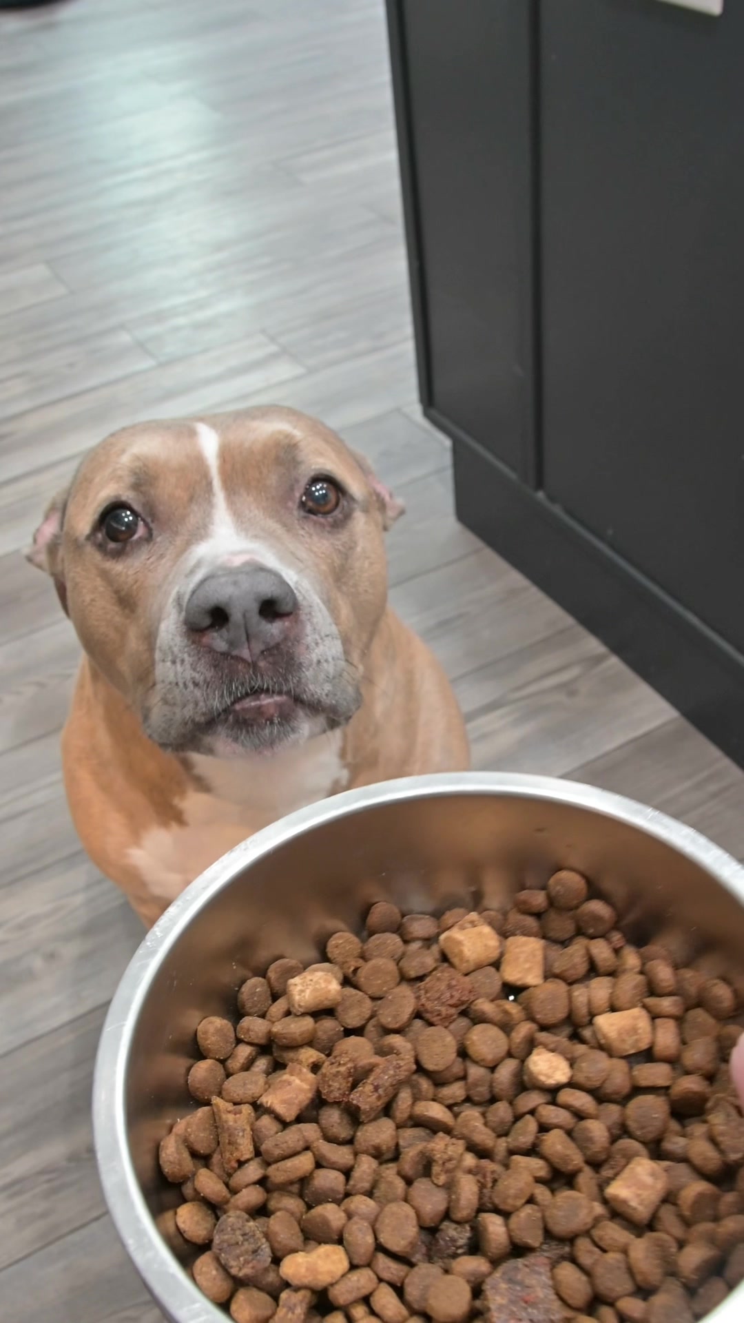 @Indie.pittie