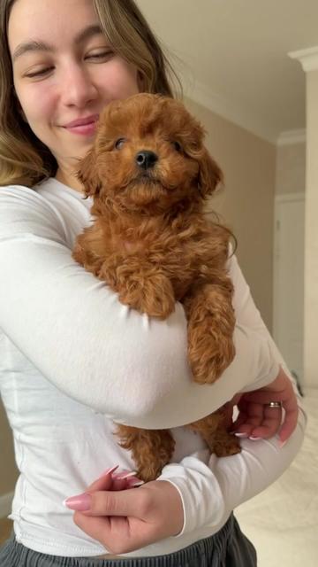 @Maltipoo Puppy Place