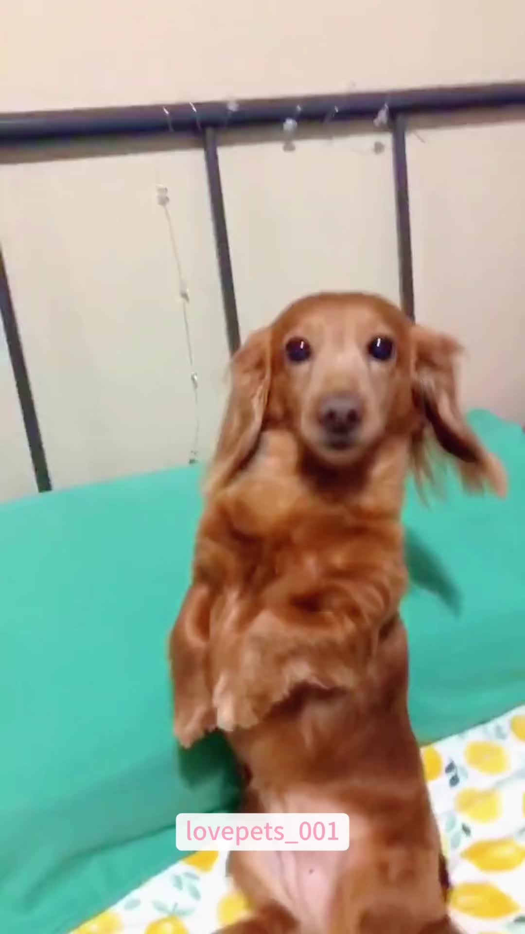 @lovepets_001