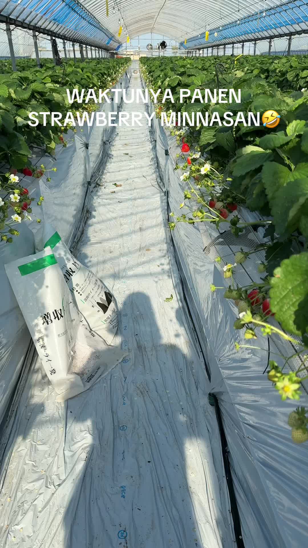 @Bupati Nagasaki 🎯