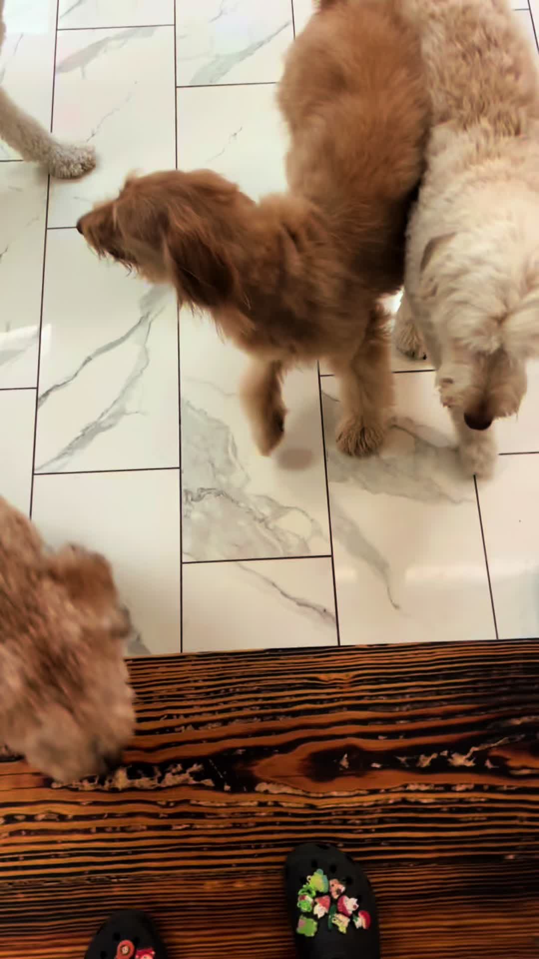@The_BeautyBark