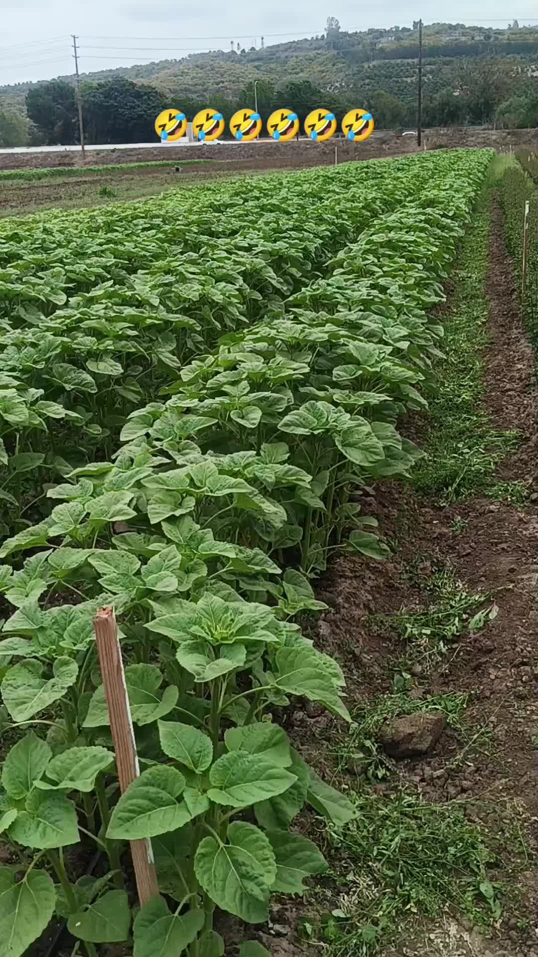@los puntocios 🥑🍋🍊🤙🤙
