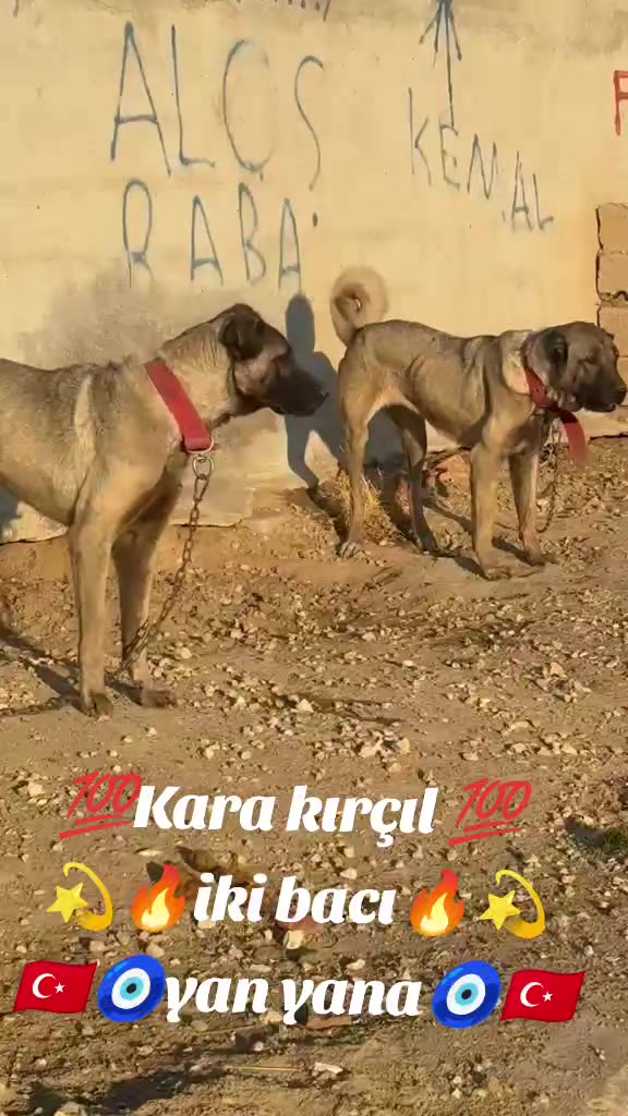 @Tekin Ersöz