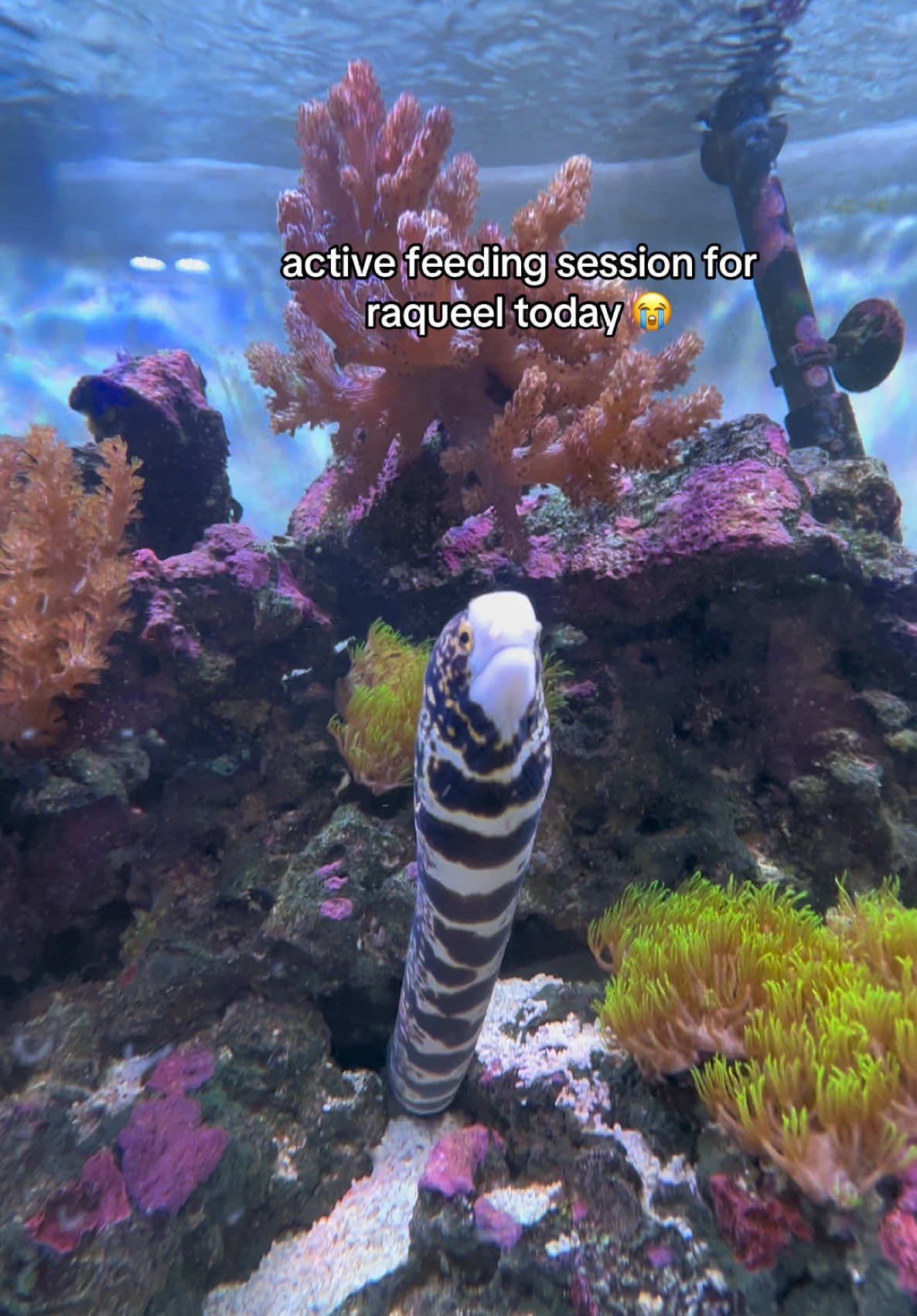 @ReefSync