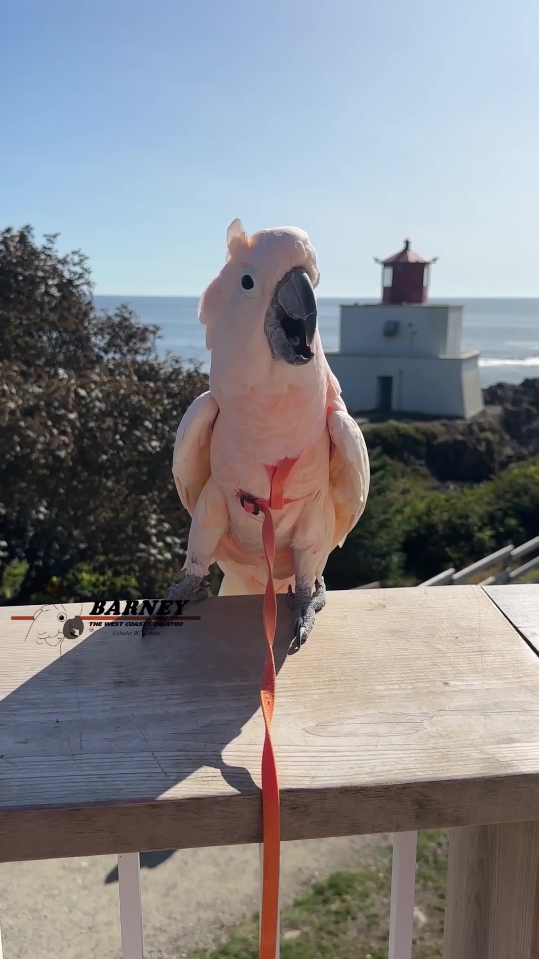 @Barney the West Coast Cockatoo