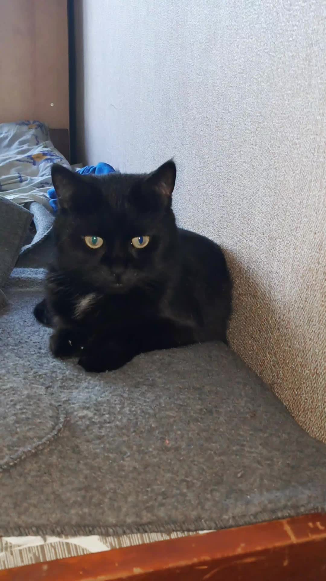 @Коти з Харківщини