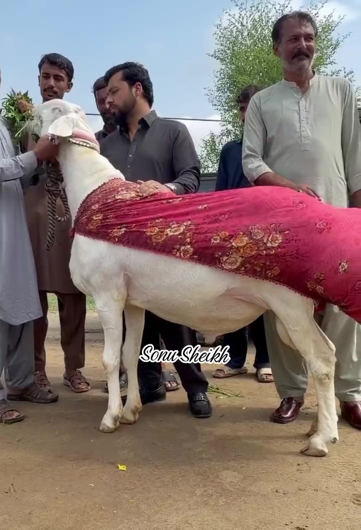 @Sheikh Goat & Cattle Farm
