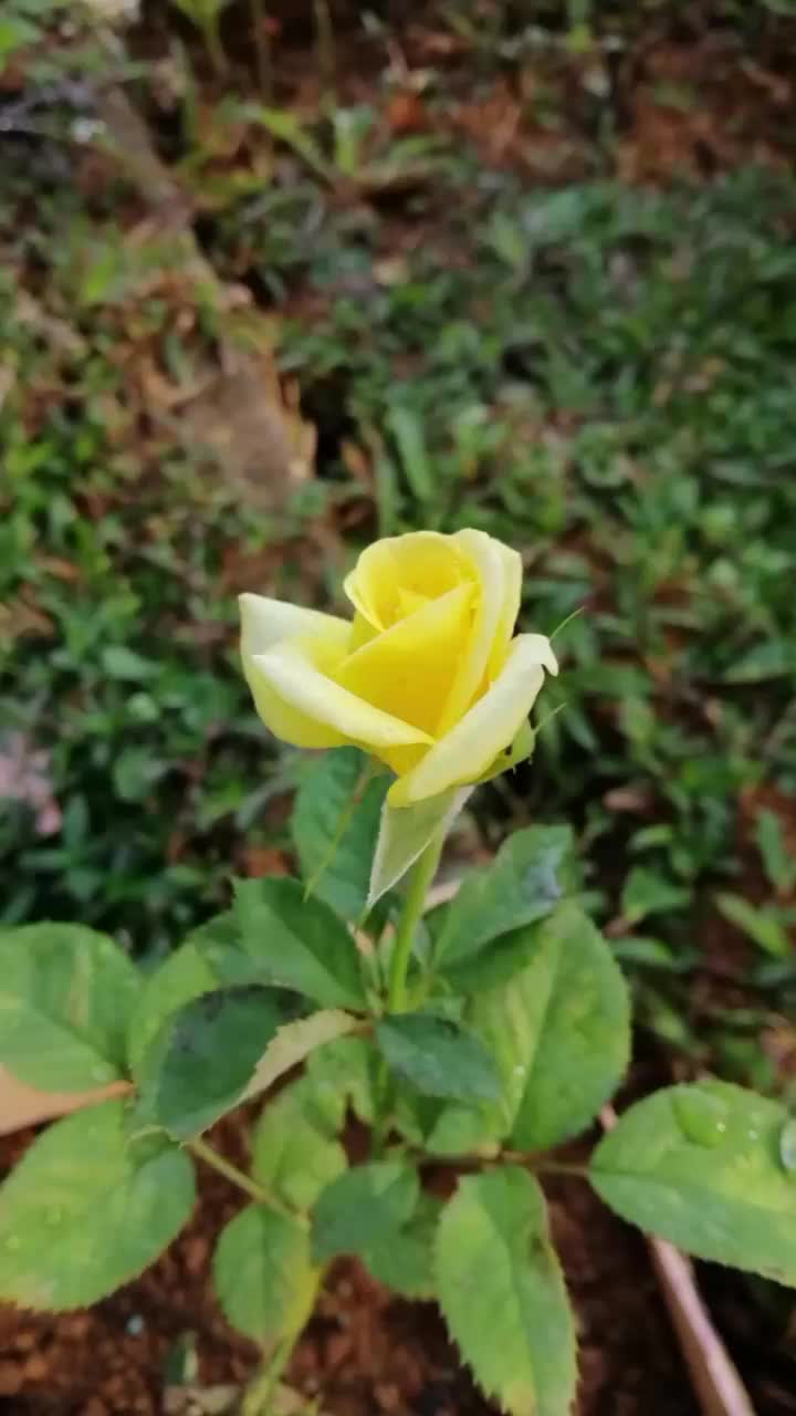 @chandhana mahindha kumara