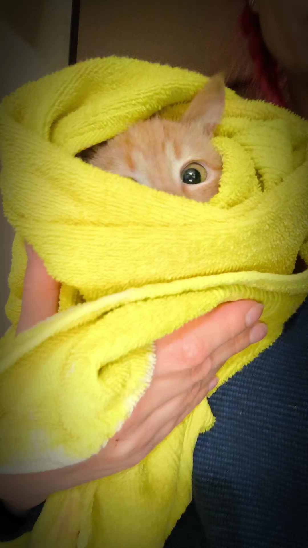 @Кот Кореш и его Птица