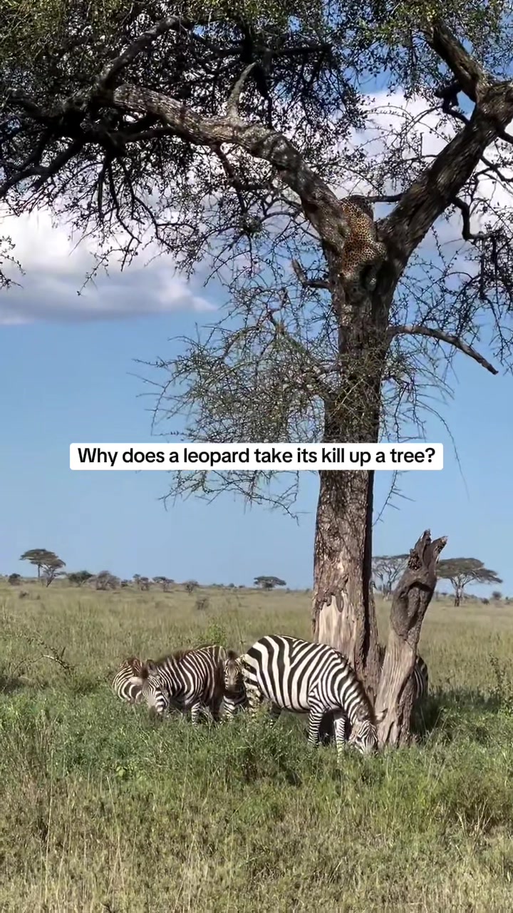 @Tanzania Safari Experience