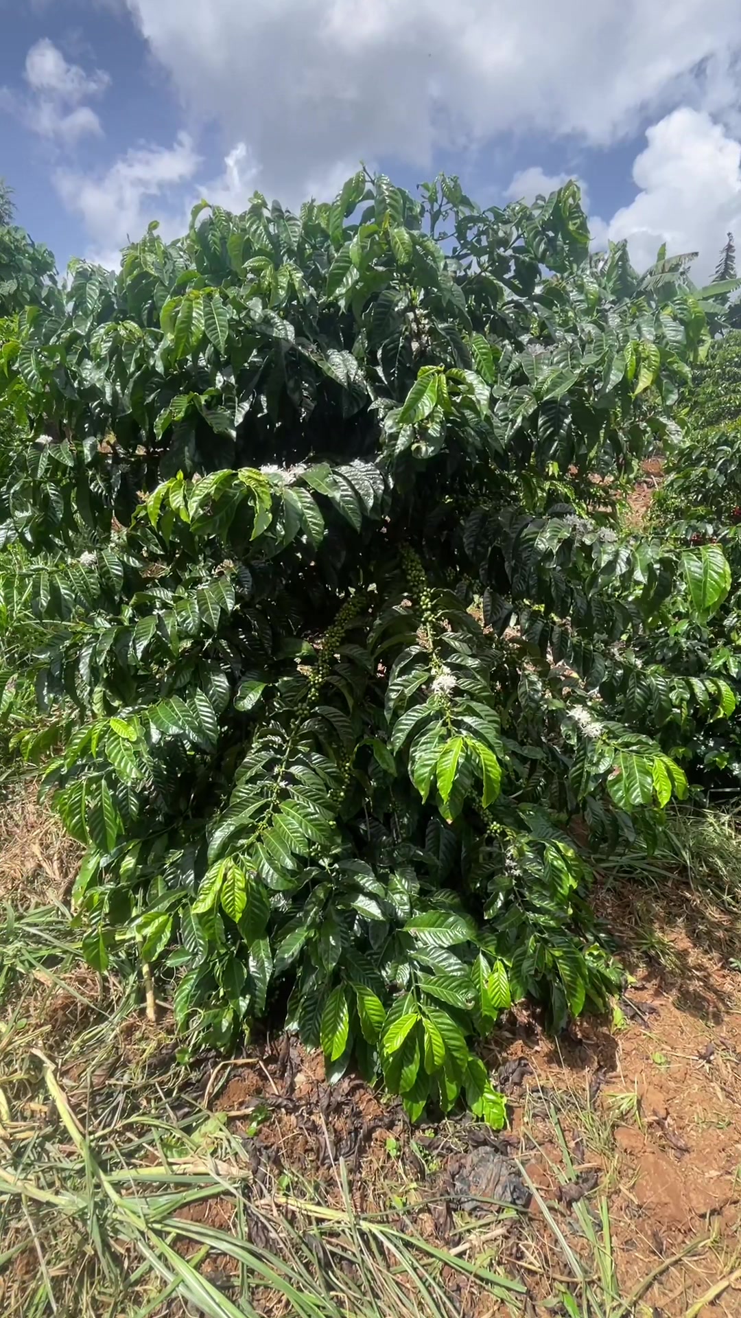 @mr.coffeeuganda