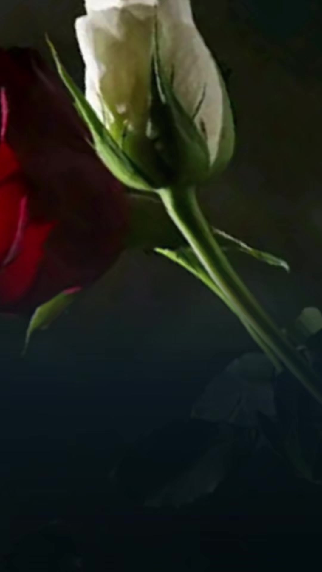 @🇦🇫♡𓆪 زېــــــنــــــب♡🇨🇦
