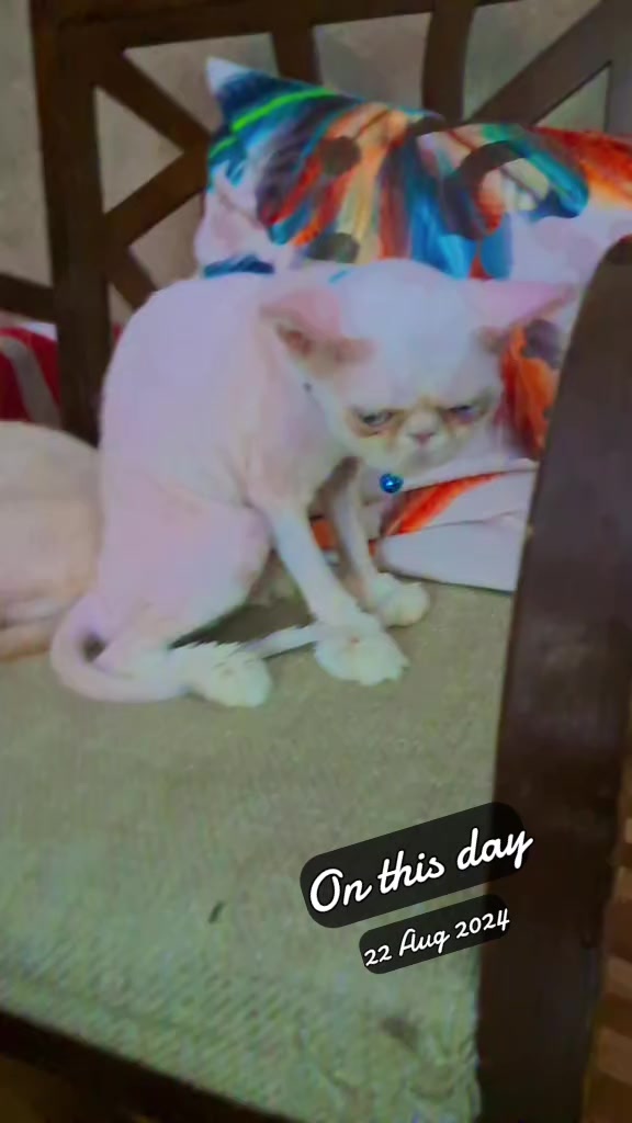 @Cat lover