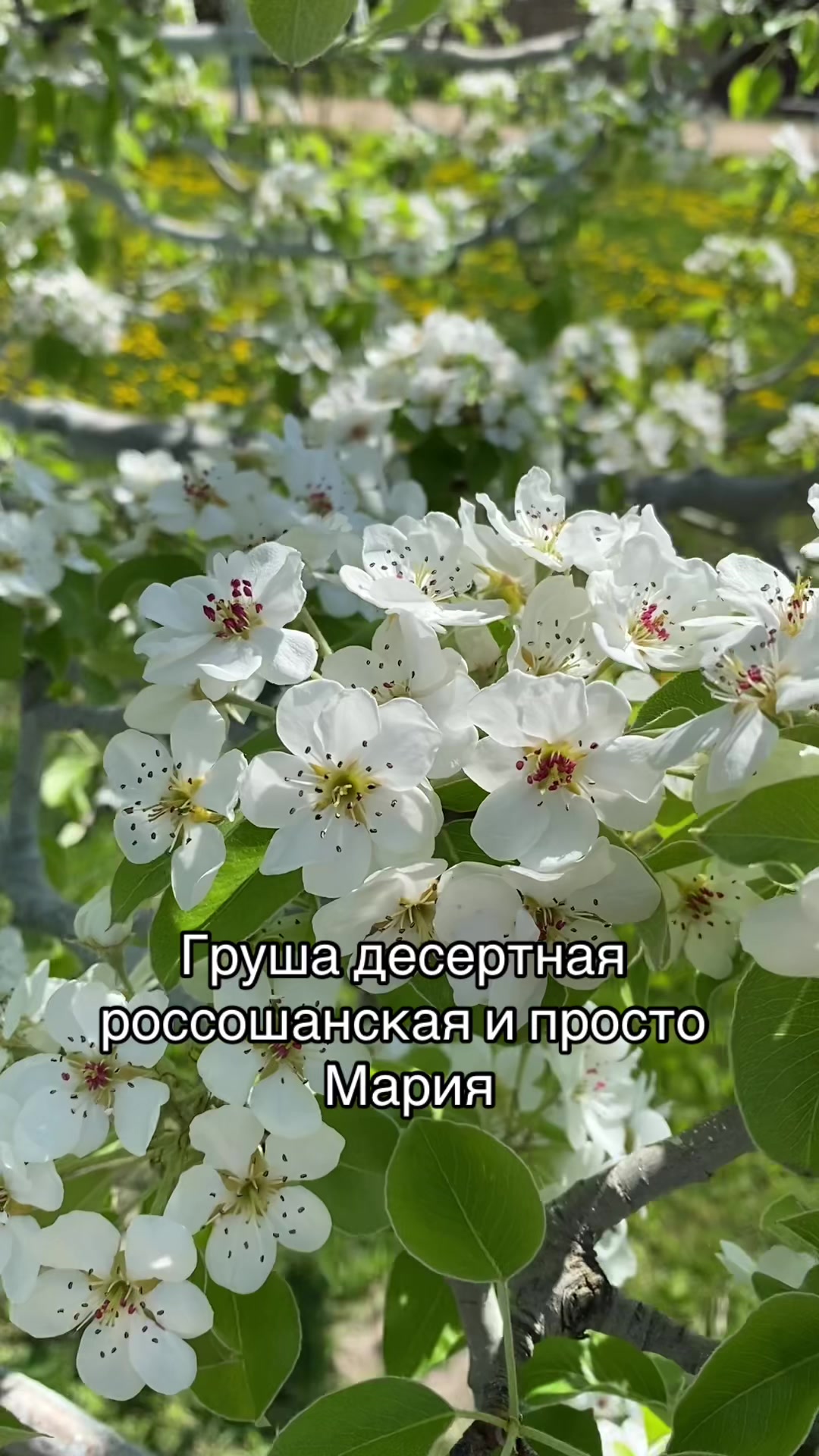 @сад🍏🍒🍇