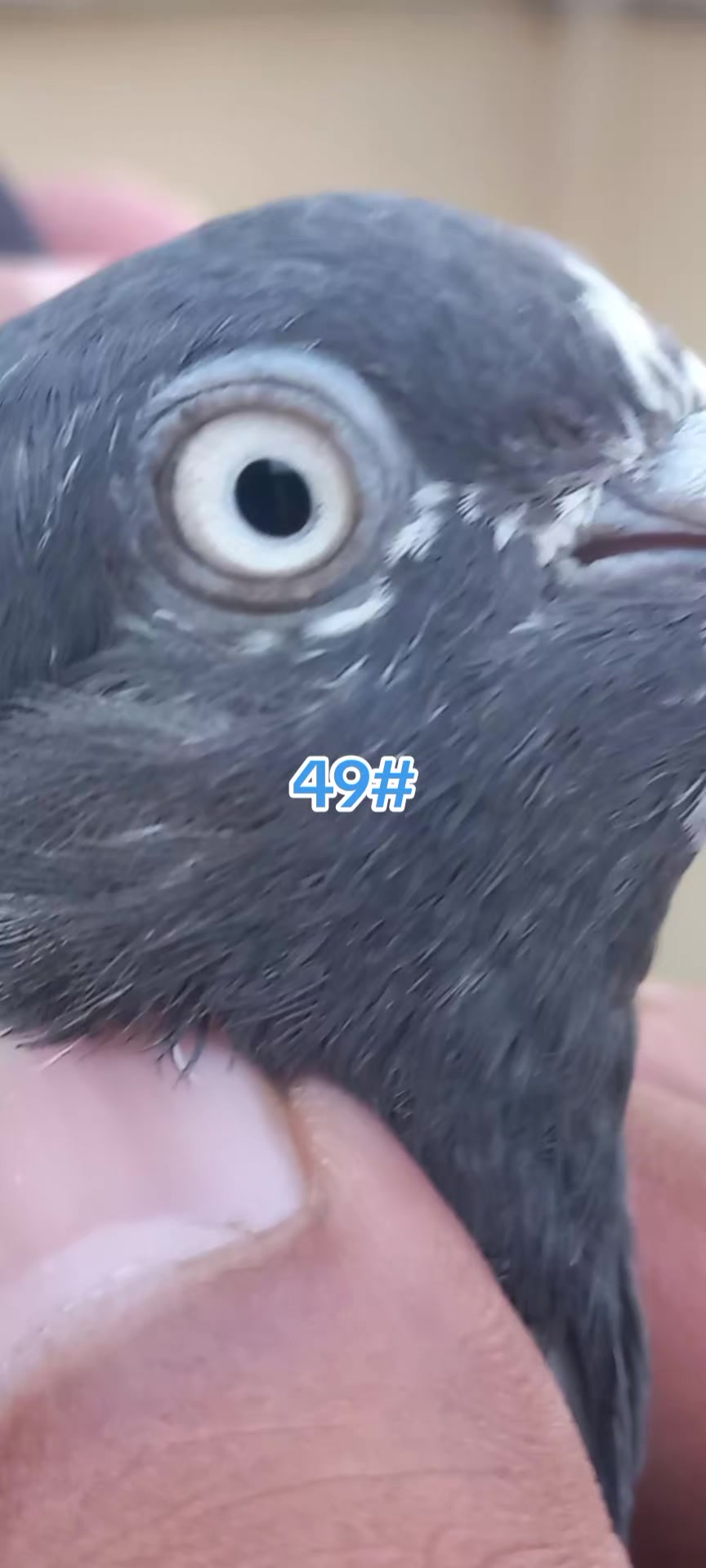 @Ranakasuripigeon