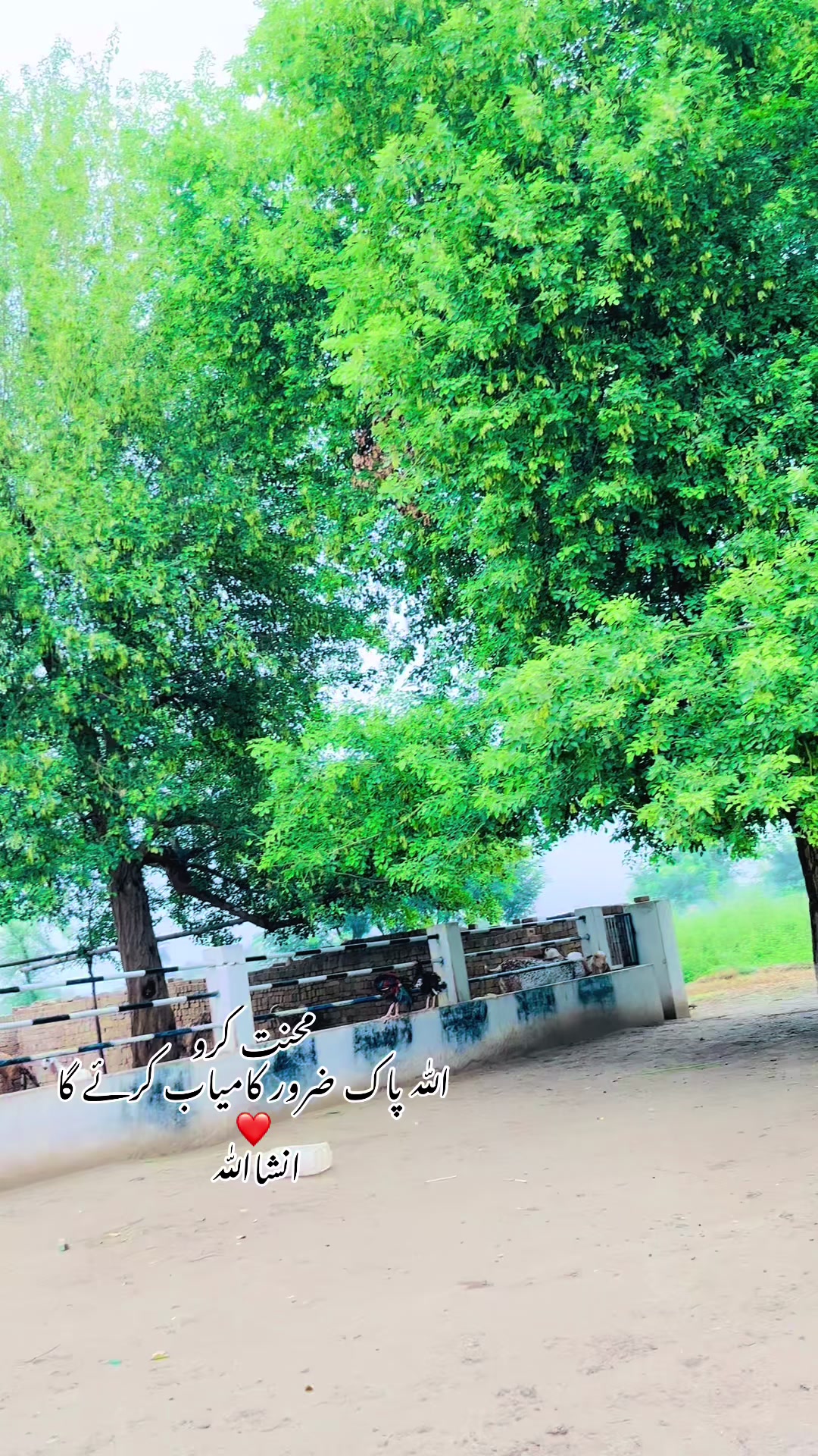 @Ayyan goat