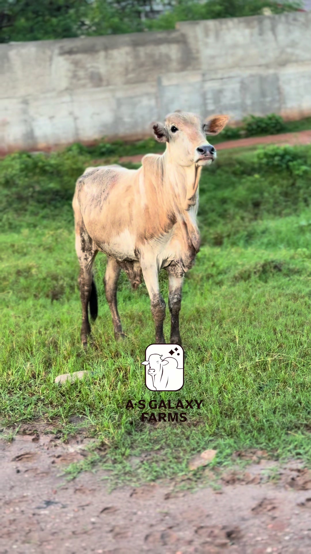 @Anwar Sadat-Galaxy 🐂🐃