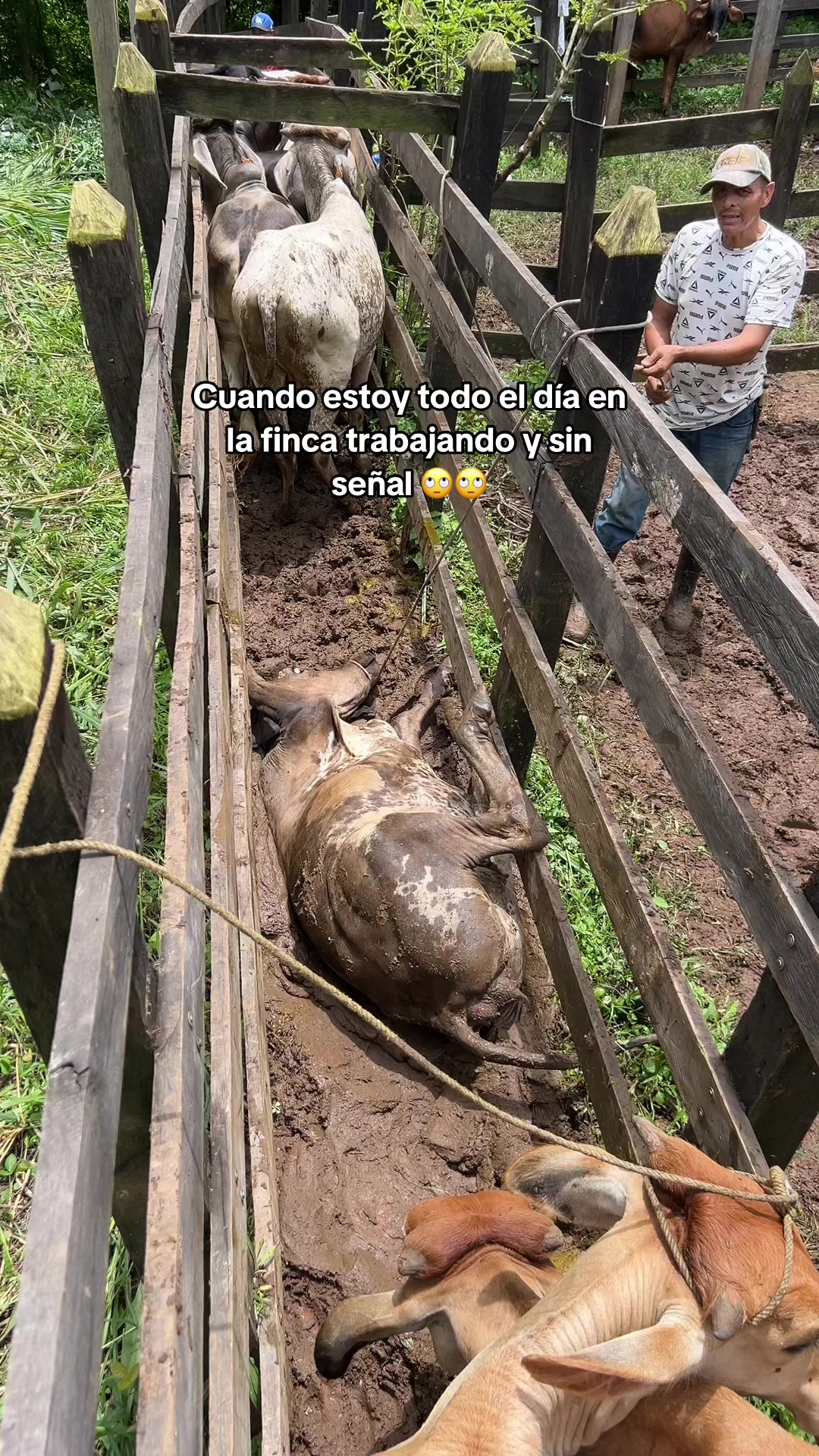 @_Ingeniero_Zeledon🤠🍀🕺