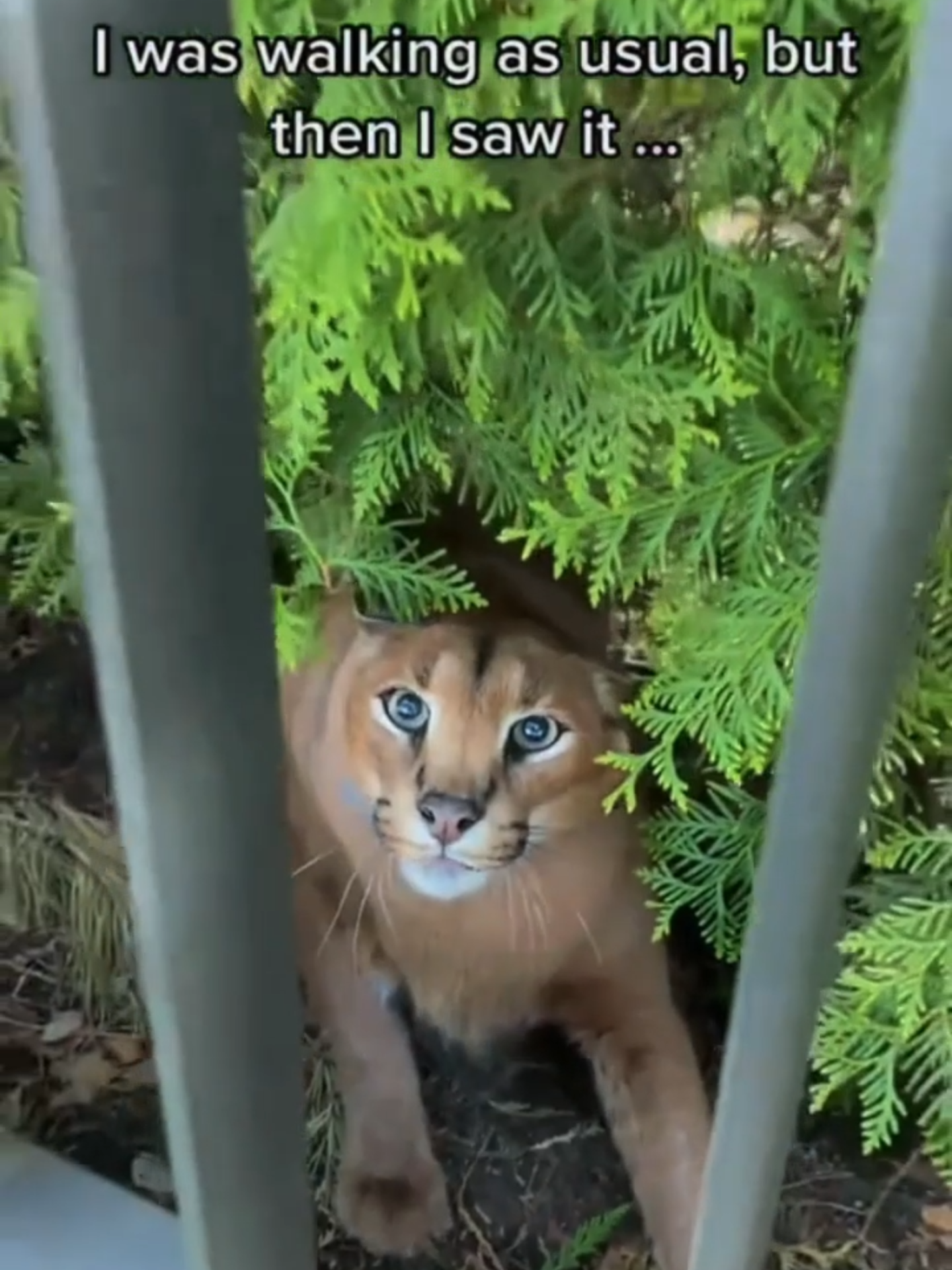 @AnimalAnticsArcade